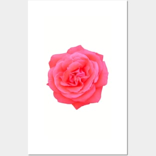 Pink rose Posters and Art